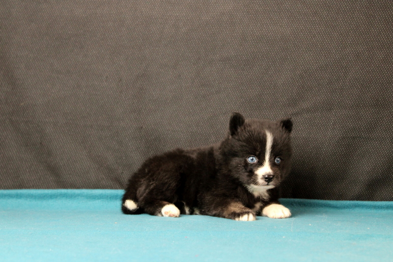 puppy, for, sale, Pomsky, Matthew B. Stoltzfus, dog, breeder, Gap, PA, dog-breeder, puppy-for-sale, forsale, nearby, find, puppyfind, locator, puppylocator, aca